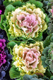 Flowering Kale - Songbird White