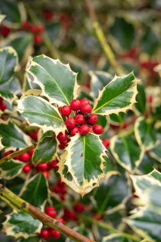 Holly - Variegated