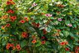 Thunbergia - Sunny Rose Sensation