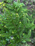 Hemlock