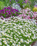 Chrysanthemum - Snowland