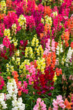 Snapdragon - Rocket Mix