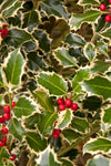 Holly - Variegated