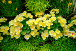 Begonia - Amstel Blitz Yellow