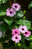 Thunbergia - Sunny Rose Sensation