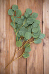 Eucalyptus - Silver Dollar