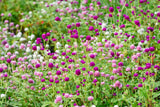 Gomphrena - Ping Pong Mix