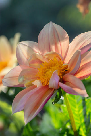 Dahlia - Sunny Reggae