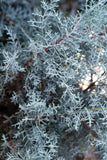 Cypress - Carolina Sapphire