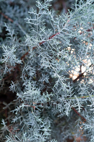 Cypress - Carolina Sapphire
