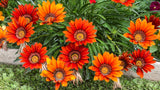 Gazania - New Day Bronze Shades