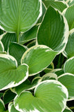 Hosta - Sunshine Glory