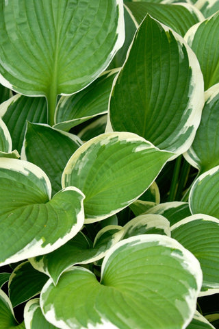 Hosta - Sunshine Glory