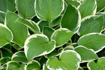 Hosta - Sunshine Glory