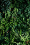 Case of Mixed Greenery