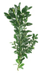 Boxwood