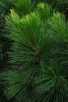 White Pine