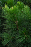 White Pine