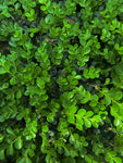 Boxwood