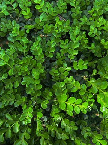 Boxwood