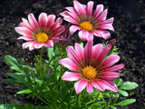 Gazania - New Day Pink Shades