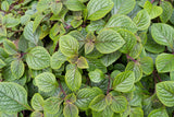 Plectranthus - Nico