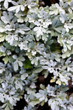 Artemesia - Silver Brocade