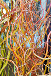 Curly Willow - Long Red/Yellow Stems