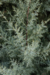 Cypress - Carolina Sapphire