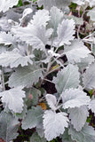 Dusty Miller - New Look