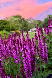 Salvia - Salute Neon Pink