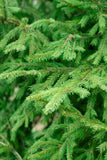 Douglas Fir