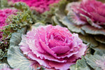 Flowering Kale - Songbird Pink