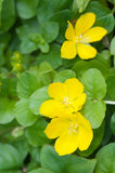 Lysimachia - Creeping Jenny Green