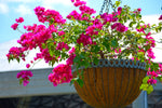 Bougainvillea Hanging Basket - Vera Deep Purple