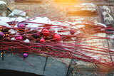 Dogwood - Medium Red Stems