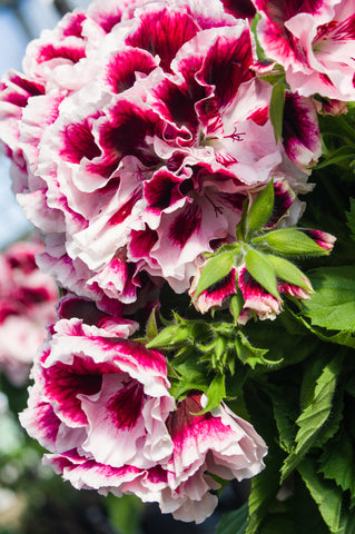 Geranium - Martha Washington Elegant Purple Majesty