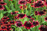 Rudbeckia - Cherry Brandy