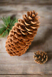Sugar Pine Cones