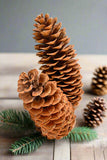 Sugar Pine Cones