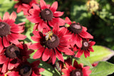 Rudbeckia - Cherry Brandy