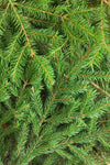 Douglas Fir