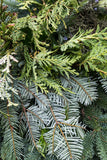 Case of Mixed Greenery