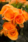 Begonia - Amstel Batik Orange