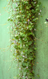 Kennilworth Ivy - Muralis