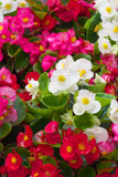 Begonia - Super Olympia Mix