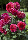 Dahlia - Dinner Plate Purple Engelhardt's Matador