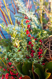 Oregonia - Variegated Boxwood