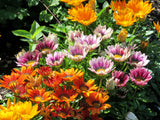 Gazania - New Day Bright Mix