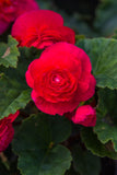 Begonia - Nonstop Deep Rose